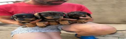 Teckel Miniatura perros en venta: Teckel miniatura hembras - Anuncio 3