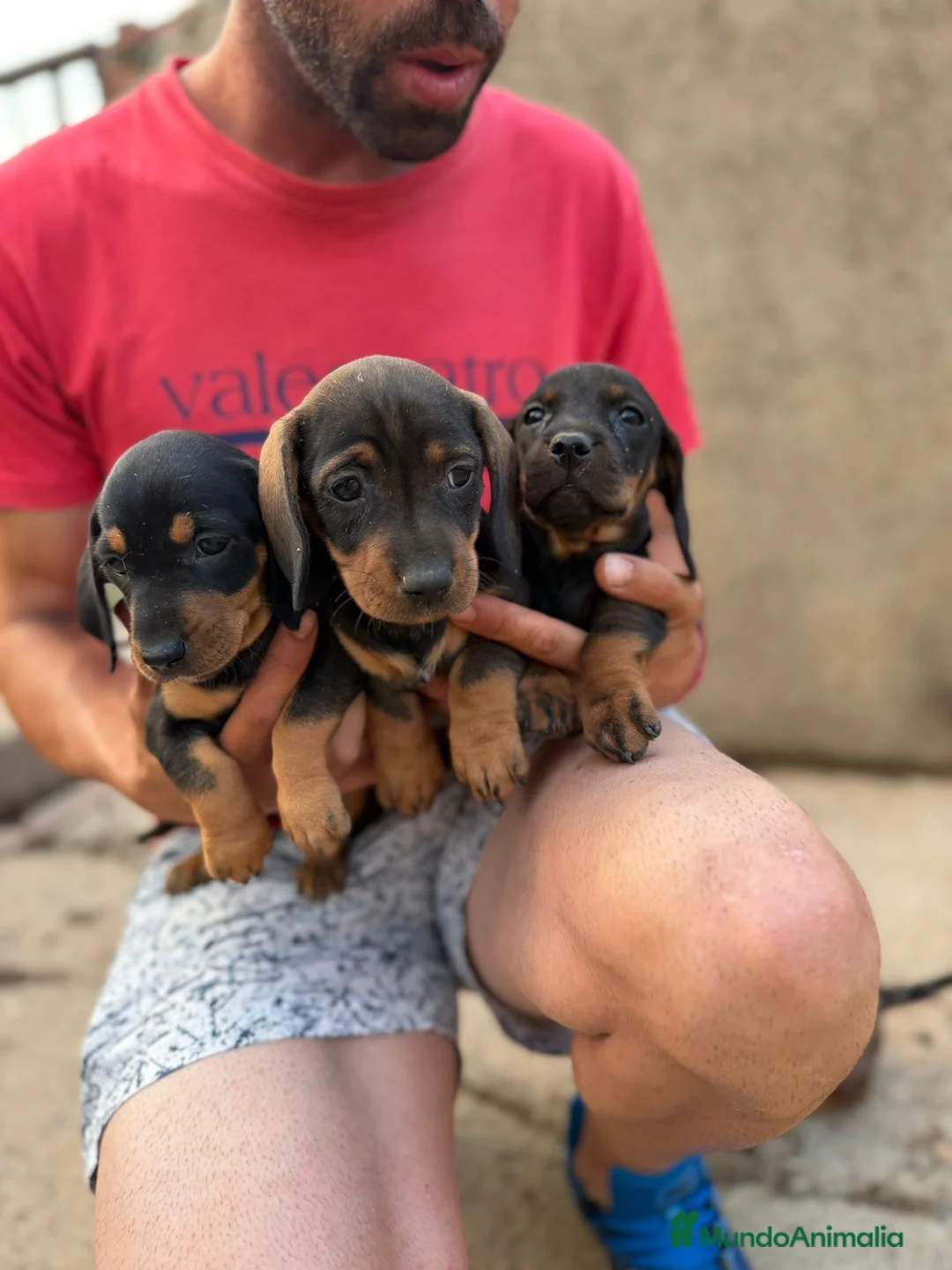 Teckel Miniatura perros en venta: Teckel miniatura hembras - Anuncio 3