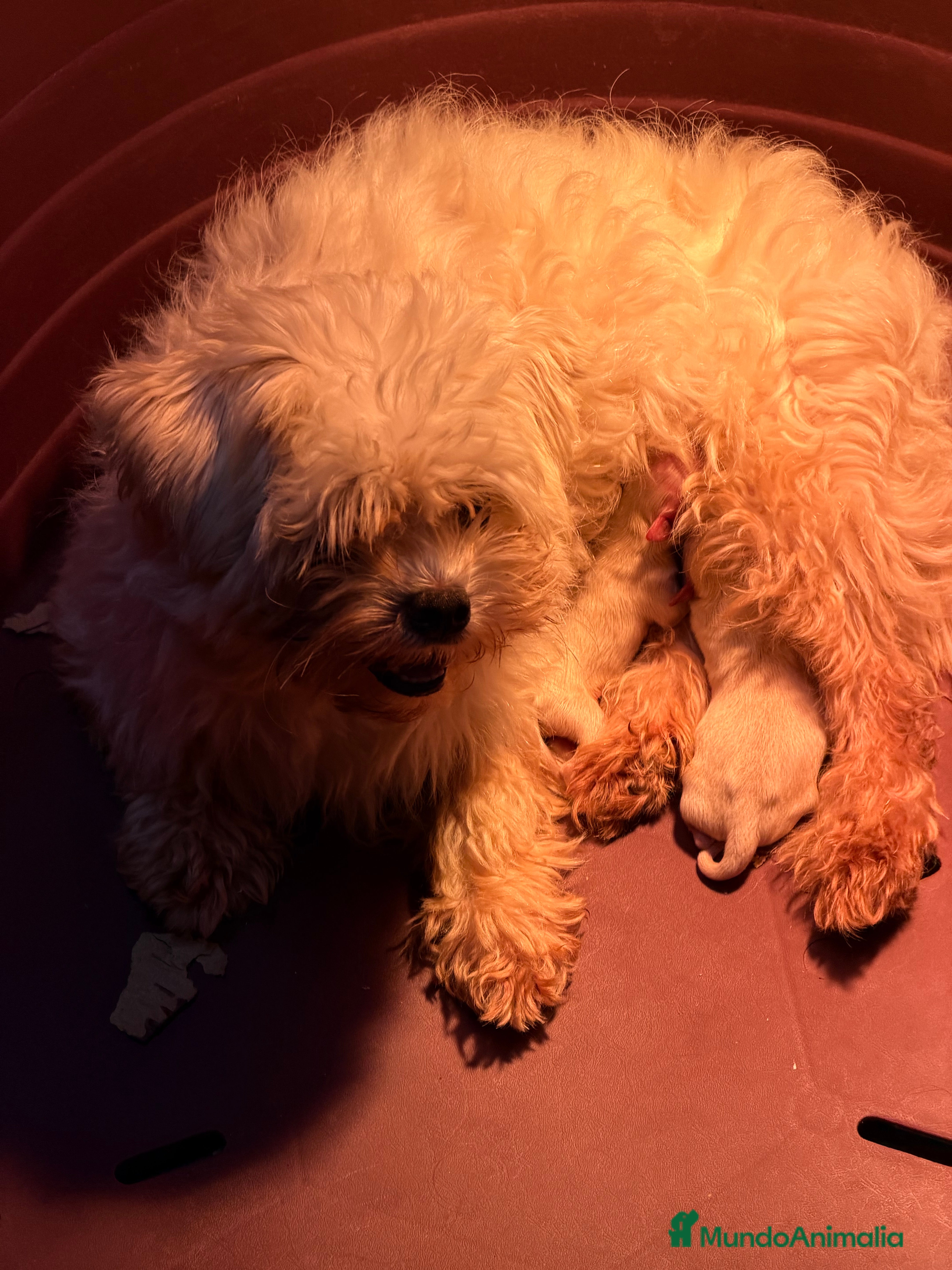 Maltipoo perros Maltipoo Minitoy  - Anuncio 2