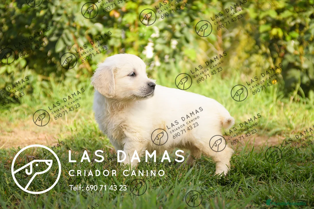 Golden Retriever perros en venta: GOLDEN RETRIEVER PRÓXIMA CAMADA - Anuncio 4