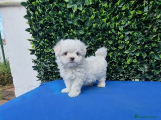 Bichón Maltés perros en Badajoz - Anuncio 40