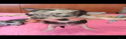 Chihuahua perros en venta: espectacular chihuahua toys merle  - Anuncio 2