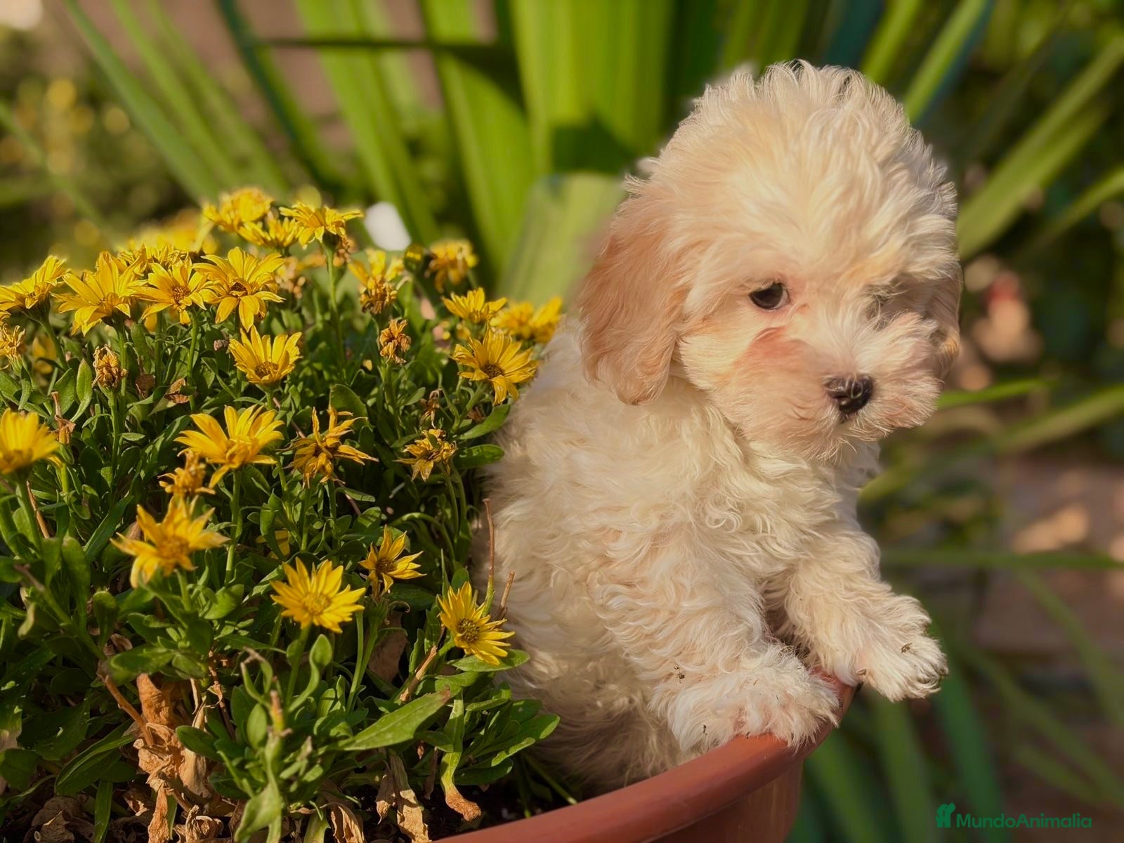 Maltipoo perros Maltipoo Hembra toy disponible  - Anuncio 3