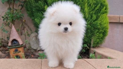 Pomerania perros POMERANIA  - Anuncio 1