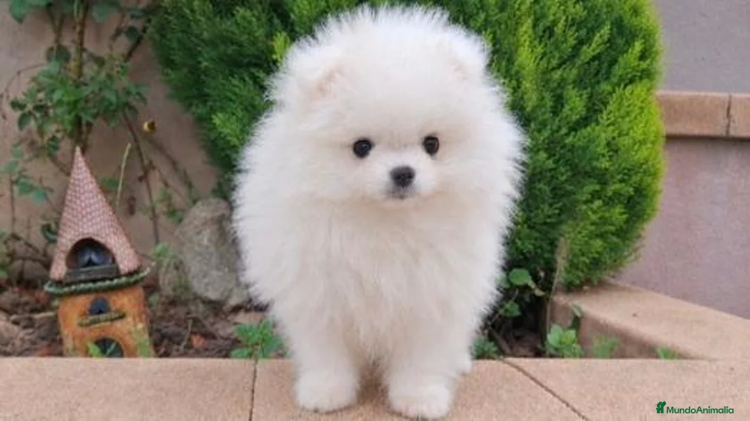 Pomerania perros en venta: POMERANIA  - Anuncio 1
