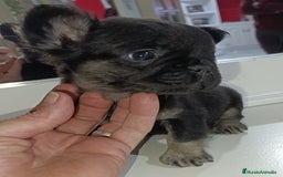 Bulldog Francés perros en venta: Bulldog francés fluffys Big rope Isabellas - Imagen 3