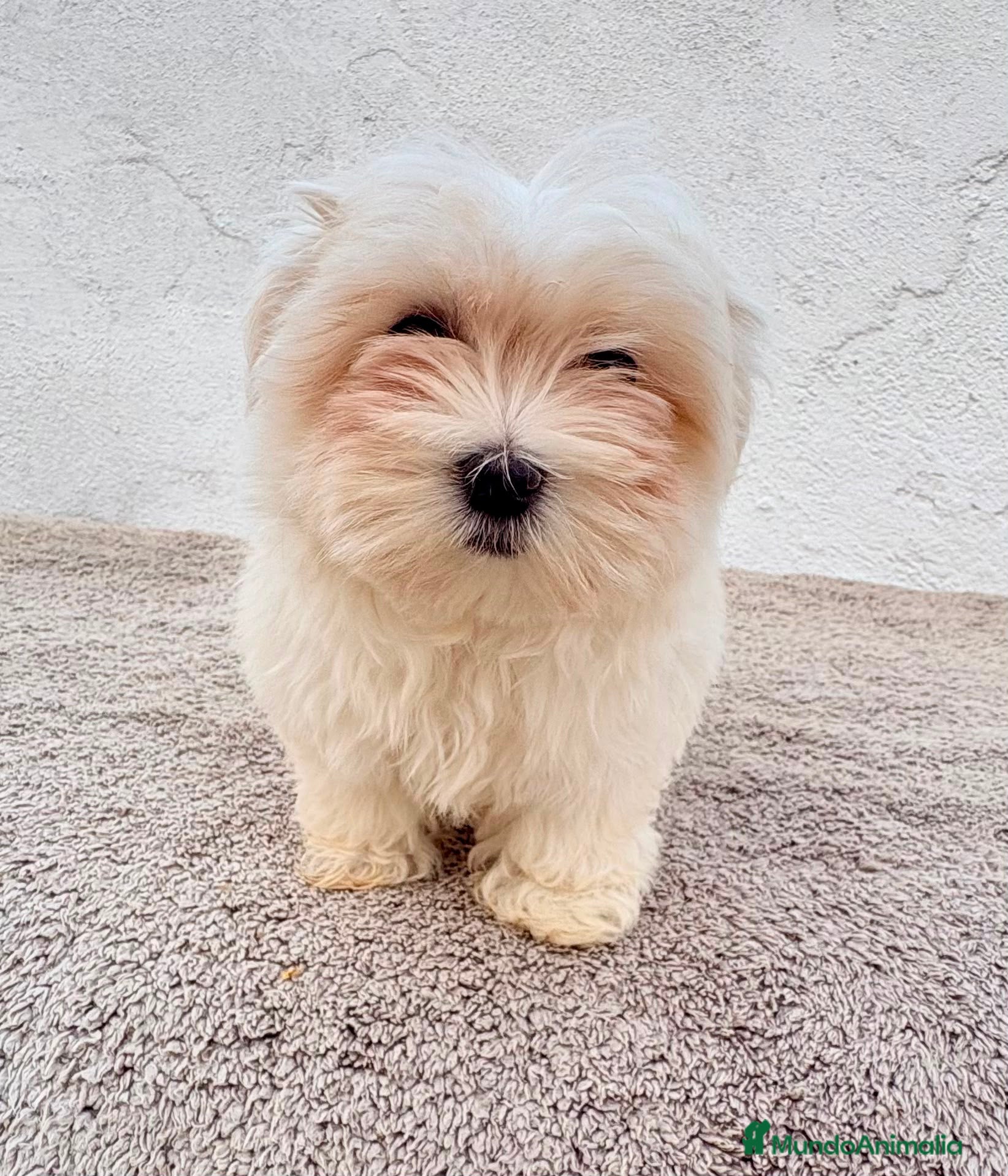 Bichón Maltés perros Bichon maltés toy  - Anuncio 1