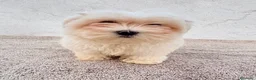 Bichón Maltés perros en venta: Bichon maltés toy  - Anuncio 1