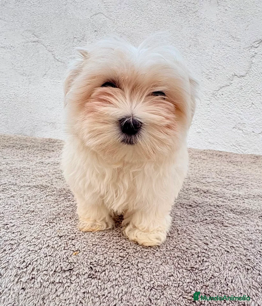 Bichón Maltés perros en venta: Bichon maltés toy  - Anuncio 1