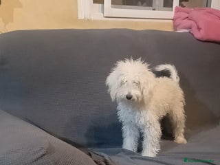 Caniche Toy perros - Anuncio 35