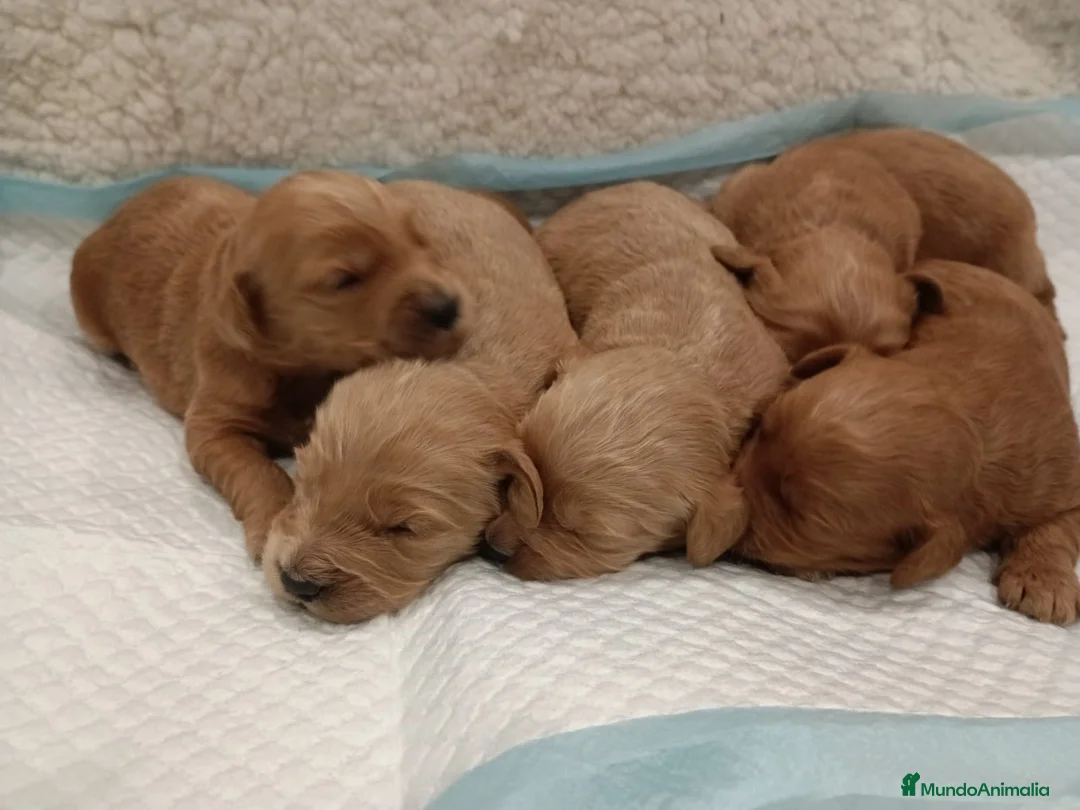 Goldendoodle perros en venta: GOLDENDOODLE - Anuncio 3