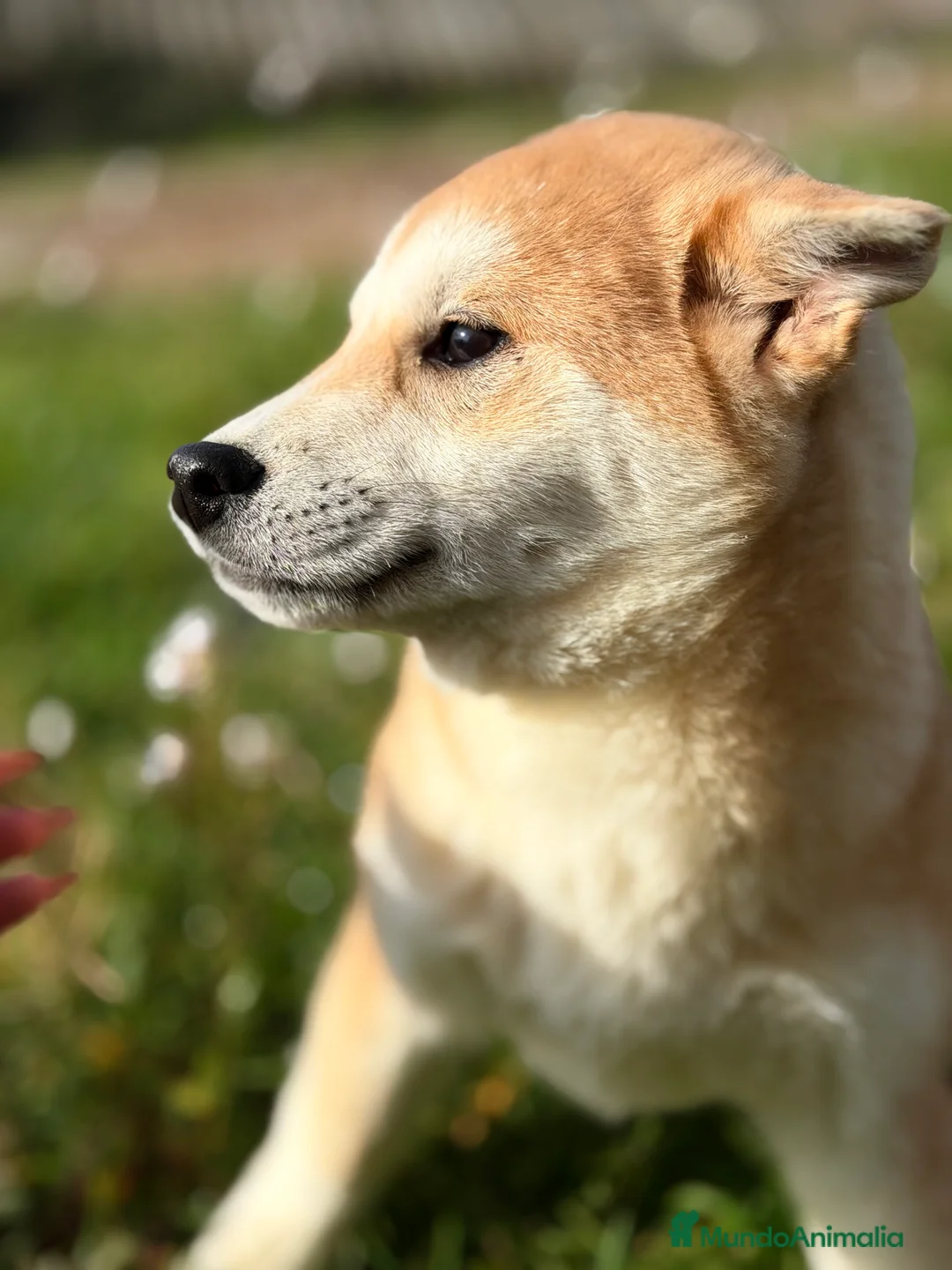 Shiba Inu perros en venta: Shiba hembra  - Anuncio 5