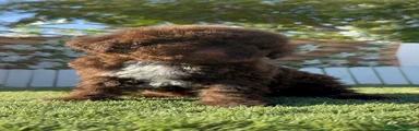 Perro de Agua Español 9