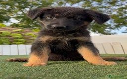 Pastor Alemán perros en venta: PASTOR ALEMAN HEMBRA - Imagen 12