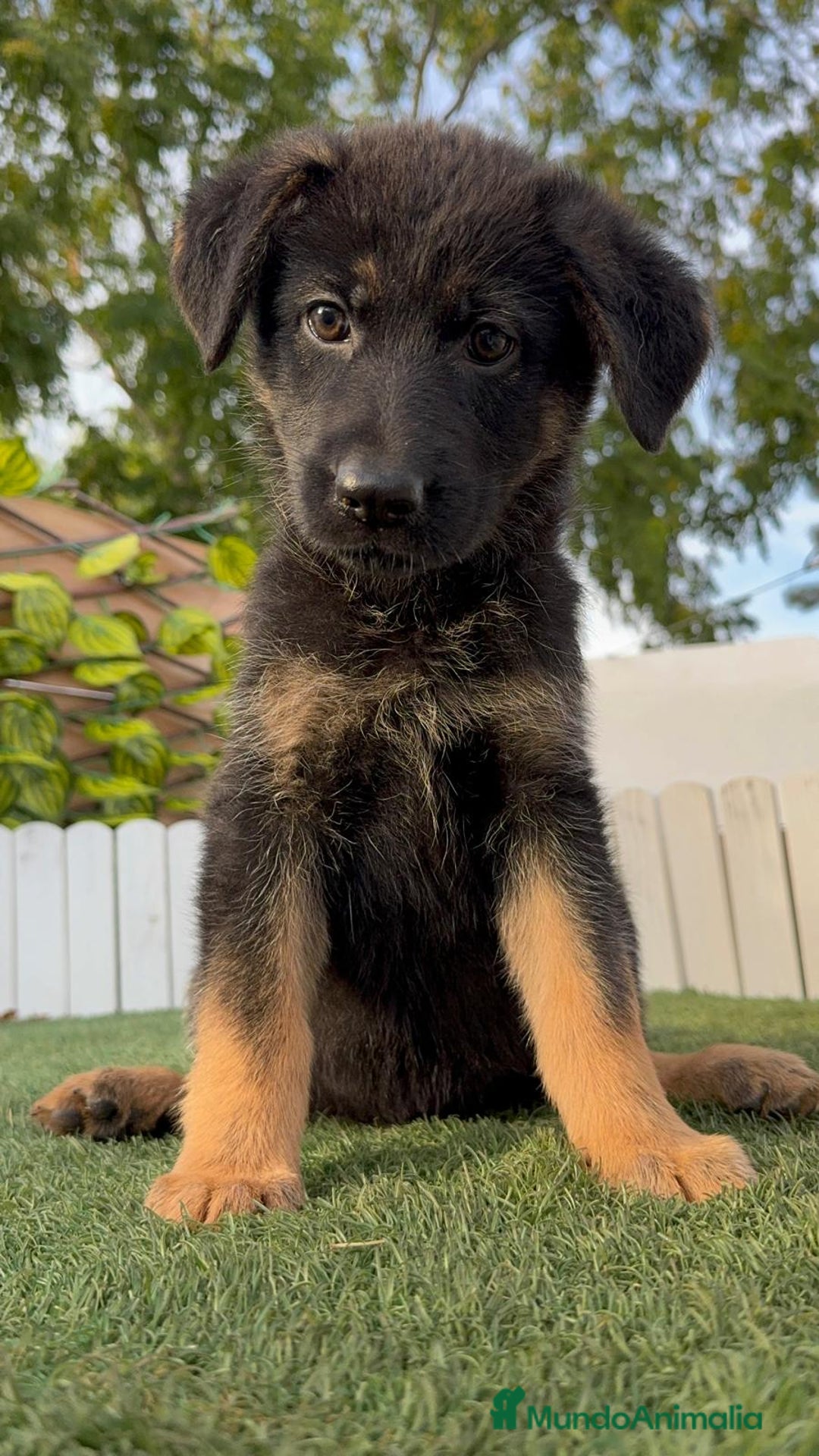 Pastor Alemán perros en venta: PASTOR ALEMAN HEMBRA - Imagen 12