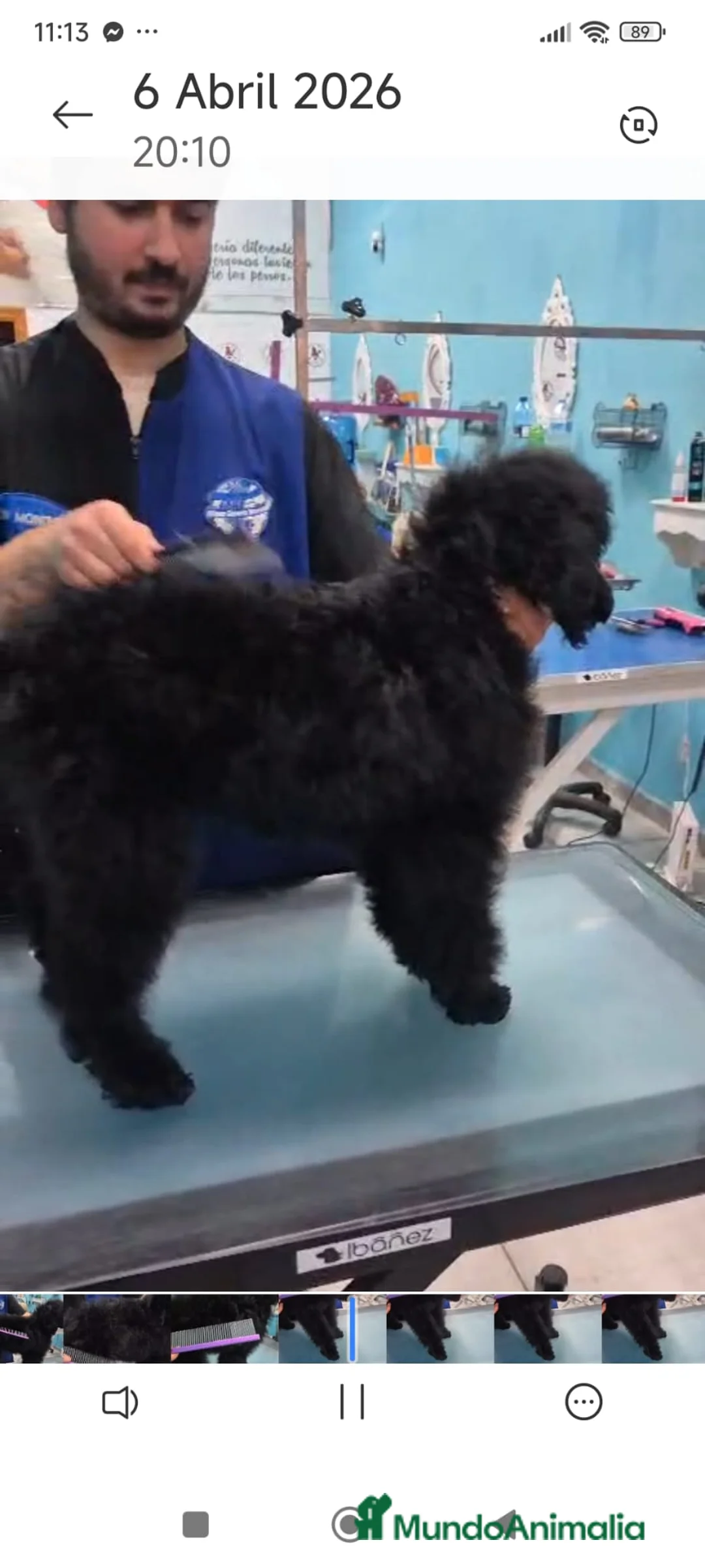 Caniche Gigante perros en venta: CANICHE HEMBRA GIGANTE EXCLUSIVA - Anuncio 2