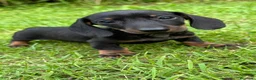 Teckel Miniatura perros en venta: Teckel Miniatura - Anuncio 11