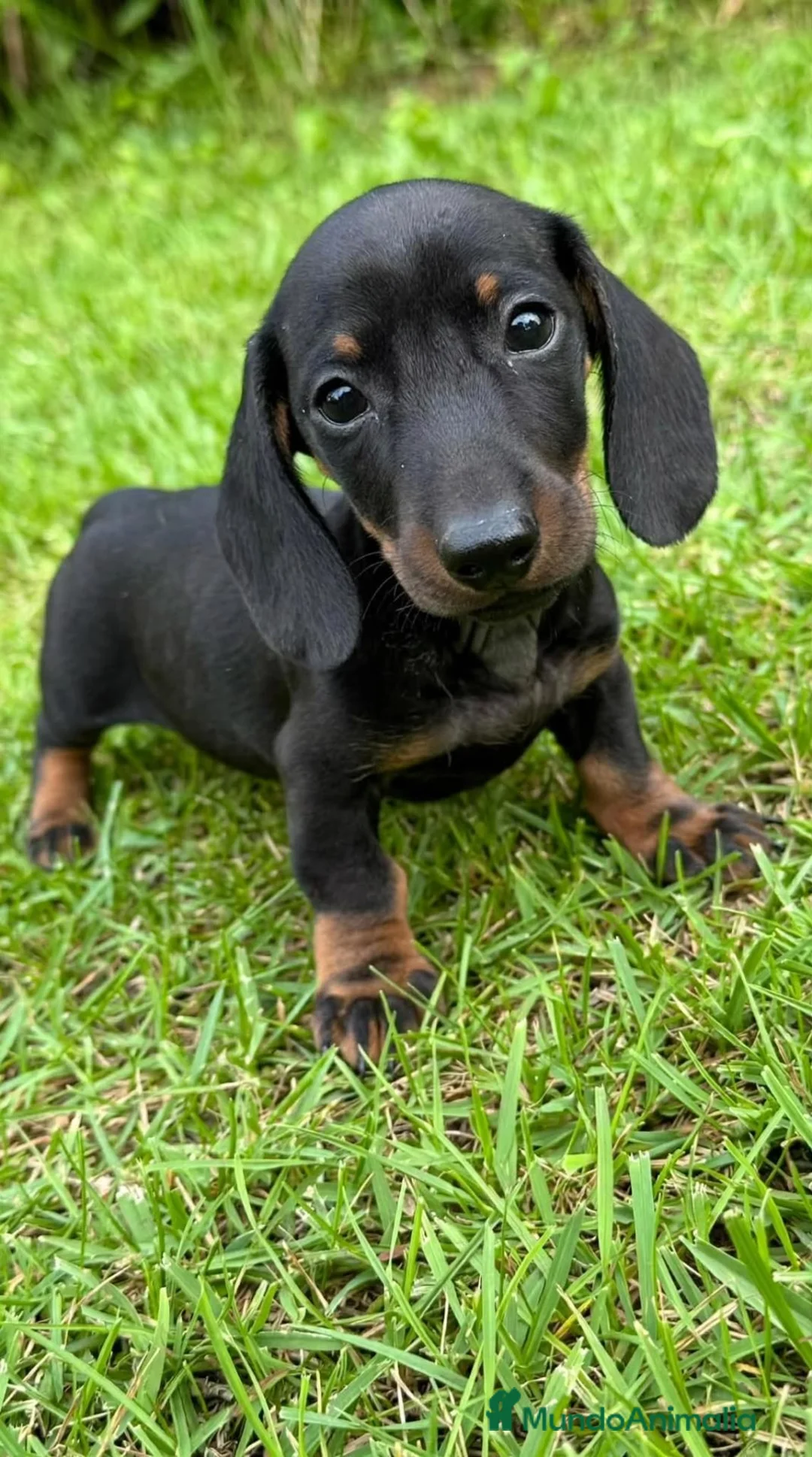 Teckel Miniatura perros en venta: Teckel Miniatura - Anuncio 11