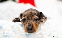 Teckel Miniatura perros en venta: Camada de Teckel miniatura disponible!  - Anuncio 3