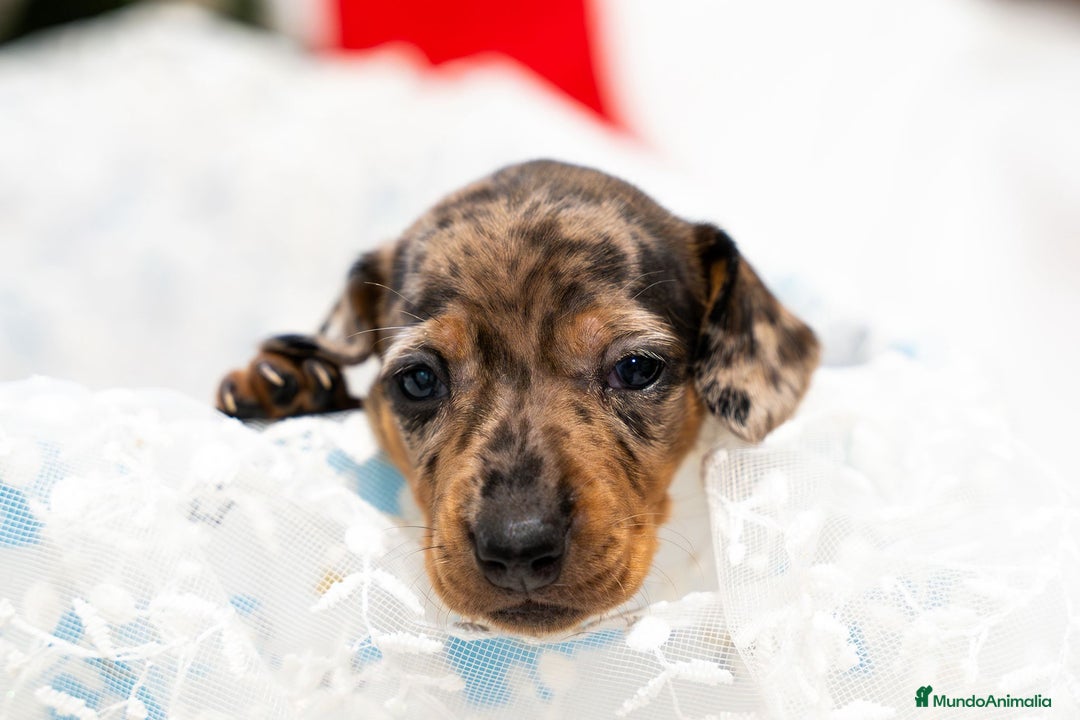 Teckel Miniatura perros en venta: Camada de Teckel miniatura disponible!  - Anuncio 3