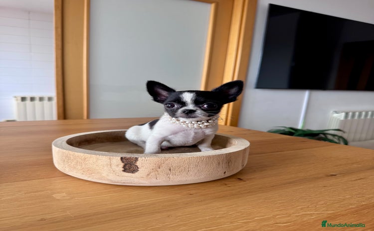 Chihuahua perros - Anuncio 19