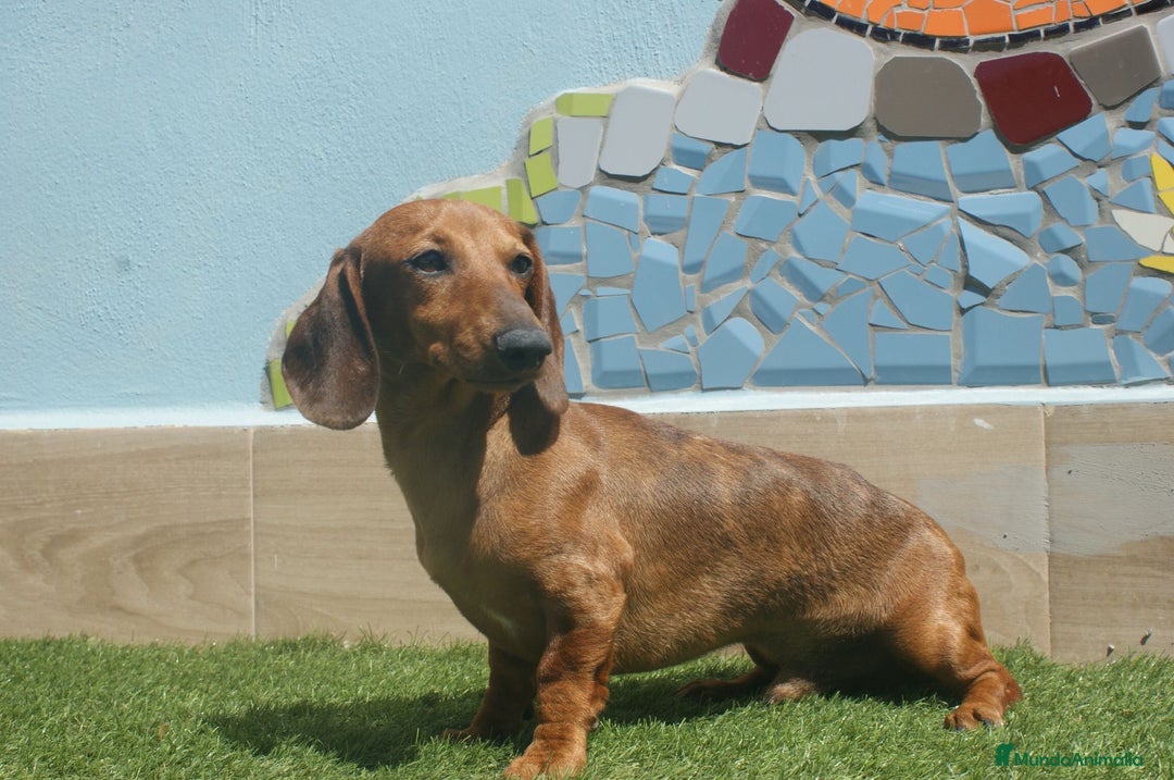 Teckel Miniatura perros en venta: TECKEL MINIATURA ARLEQUÍN  - Imagen 5