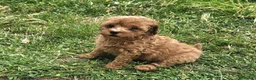 Caniche Enano perros en venta: Cachorro Caniche rojo  - Anuncio 2