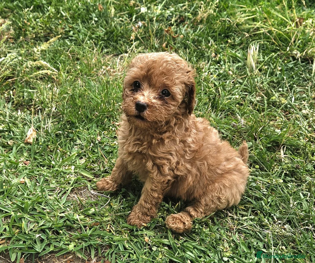 Caniche Enano perros en venta: Cachorro Caniche rojo  - Anuncio 2