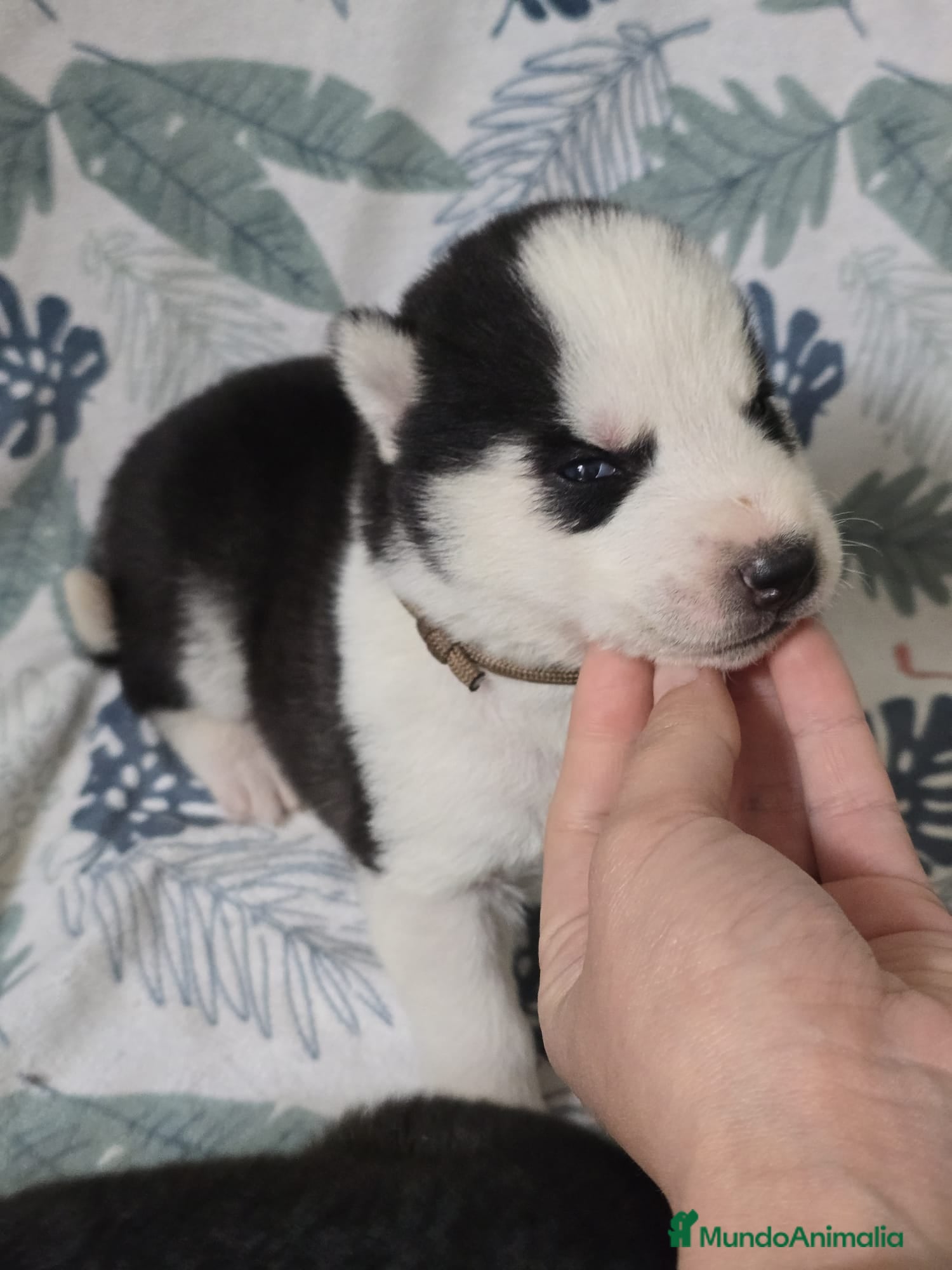 Husky Siberiano perros Husky Siberiano - Anuncio 21