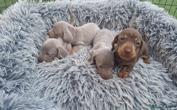 Teckel Miniatura perros en venta: Teckel kanichen hembras disponibles  - Imagen 3