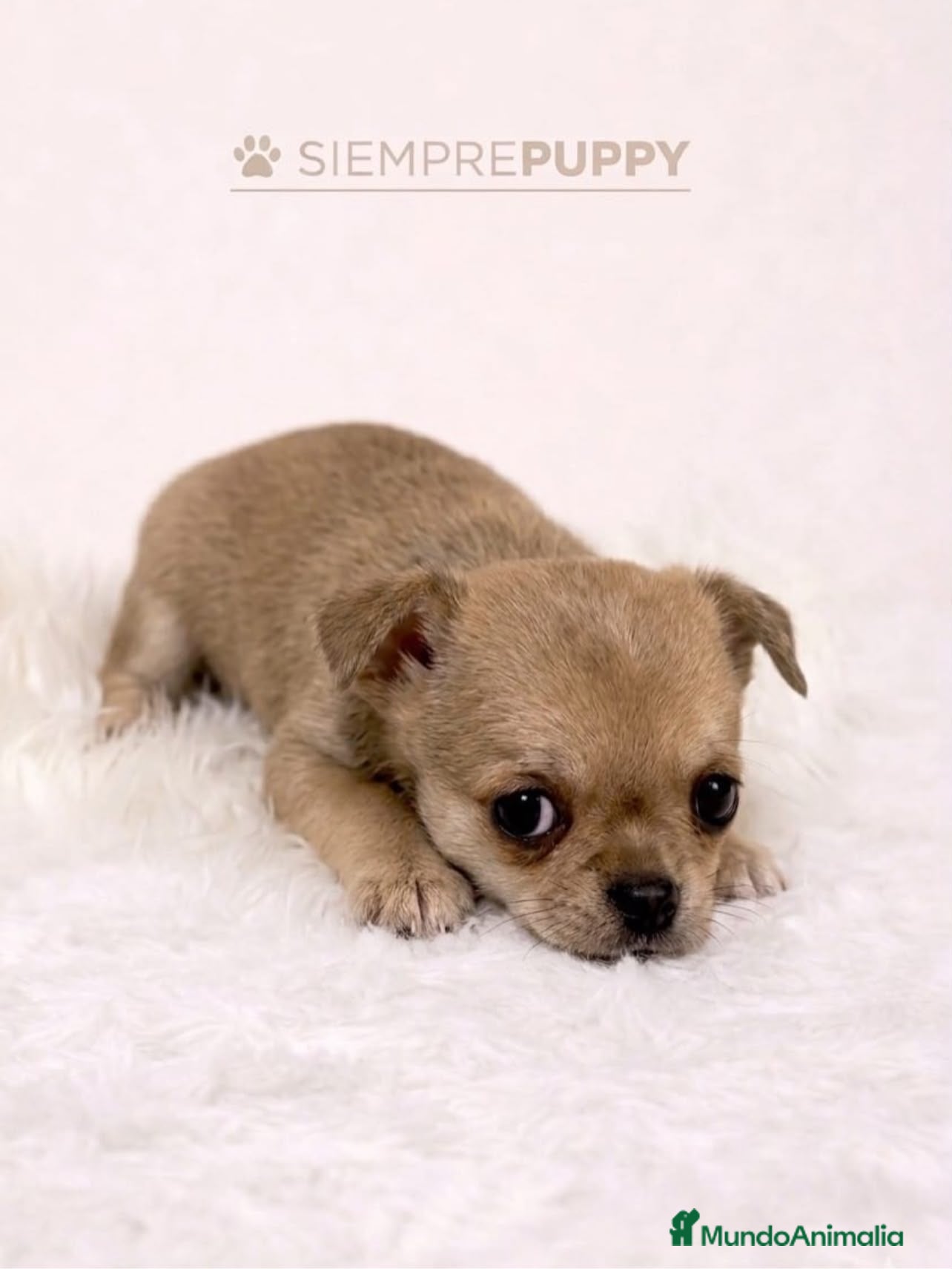 Chihuahua perros CHIHUAHUA CREMA PELO CORTO TOY - Anuncio 3