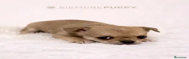 Chihuahua 1