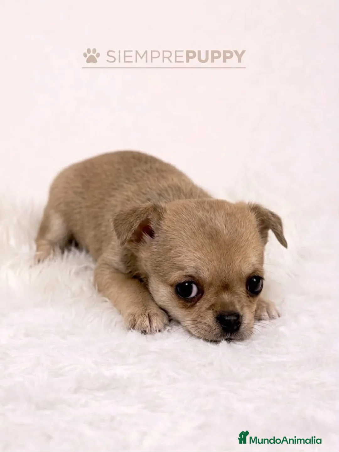 Chihuahua perros en venta: CHIHUAHUA CREMA PELO CORTO TOY - Anuncio 1