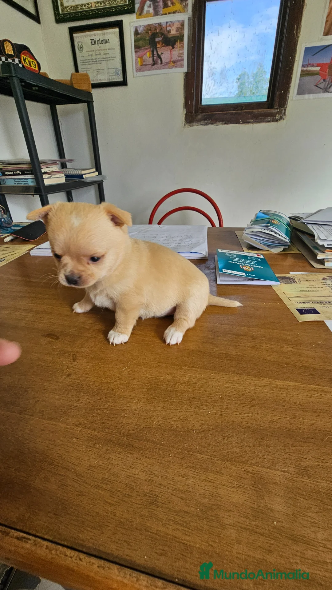 Chihuahua perros en venta: Espectacular hembra de Chihuahua  - Anuncio 5