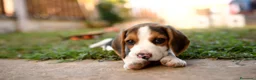 Beagle perros en venta: BEAGLE CORDOBA  en Ciudad Real - Anuncio 2