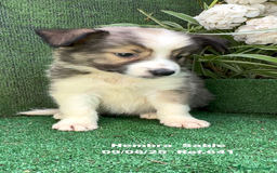 Border Collie perros en venta: BORDER COLLIE DE VILLA BIZNAGA - Imagen 9