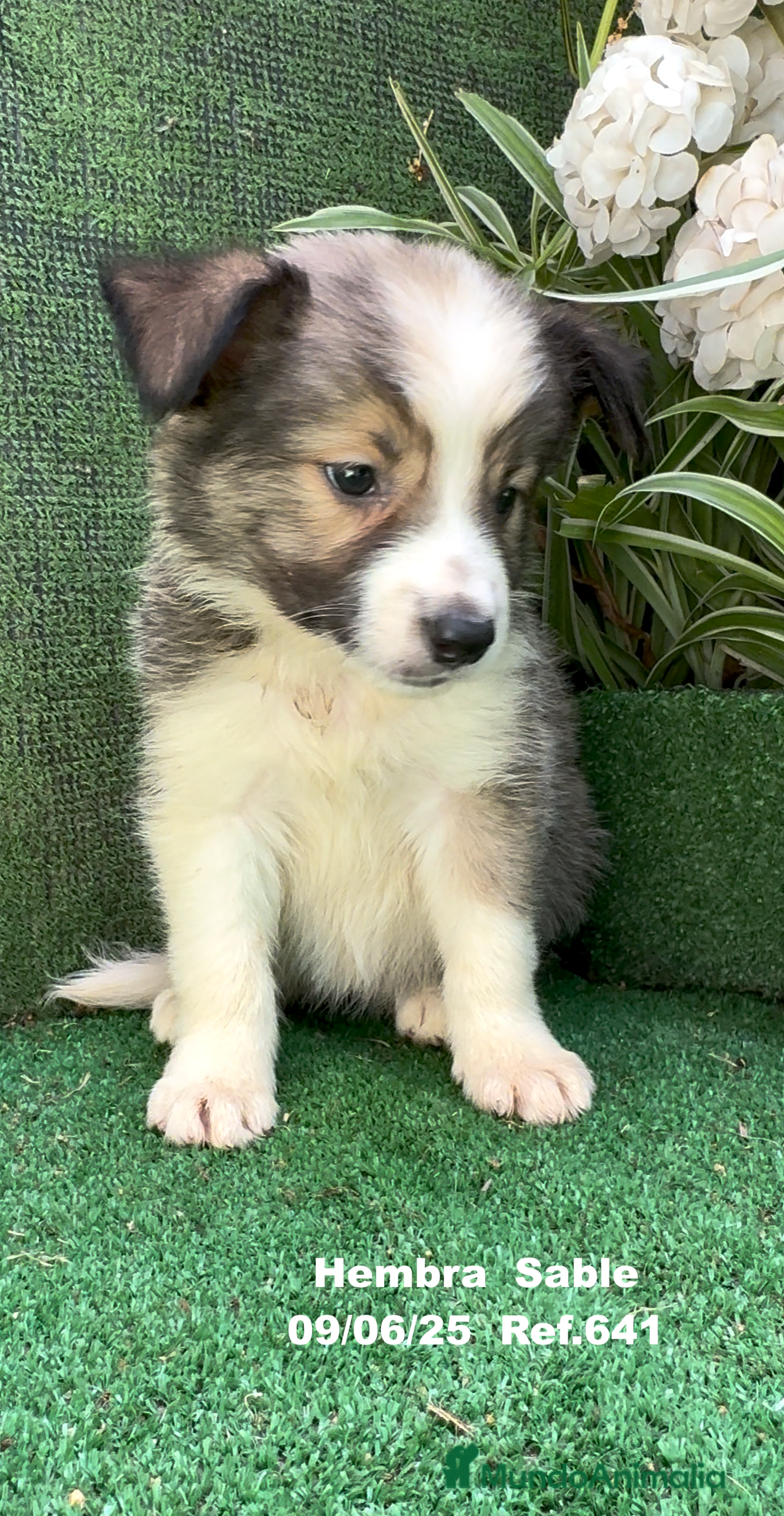 Border Collie perros en venta: BORDER COLLIE DE VILLA BIZNAGA - Imagen 9