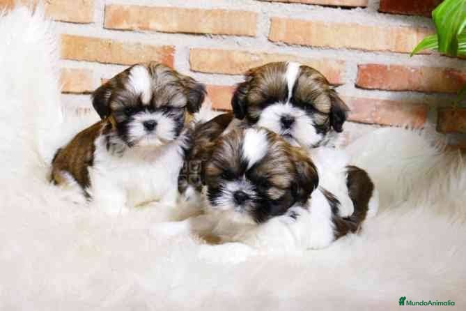 Shih Tzu perros Cachorros de Shih tzu recién nacidos 🐾🐣 - Anuncio 1