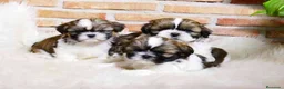 Shih Tzu perros en venta: Cachorros de Shih tzu recién nacidos 🐾🐣 - Anuncio 1