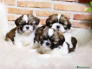 Shih Tzu perros Cachorros de Shih tzu recién nacidos 🐾🐣 - Anuncio 1