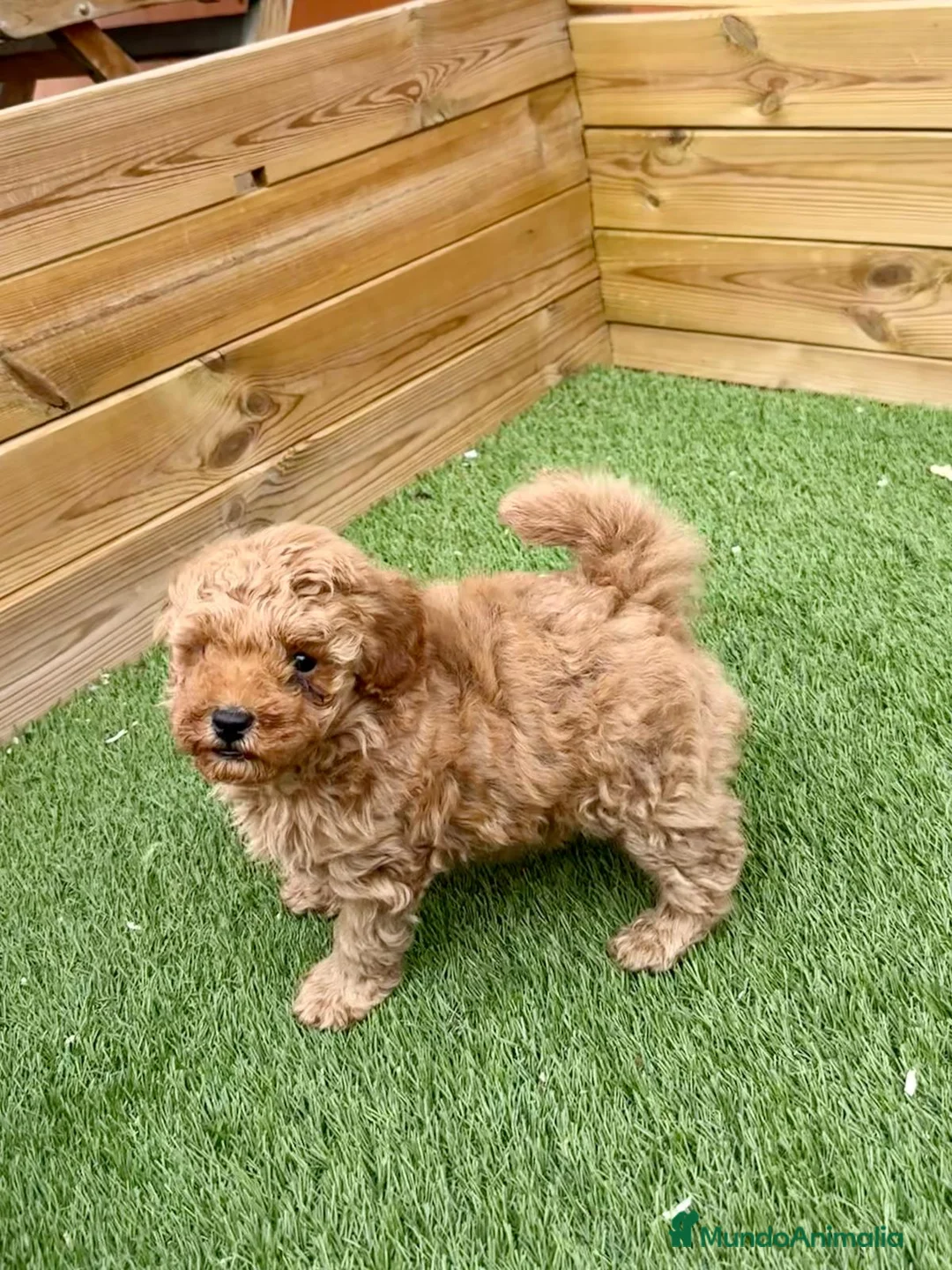 Caniche Enano perros en venta: CANICHES en Barcelona - Anuncio 2