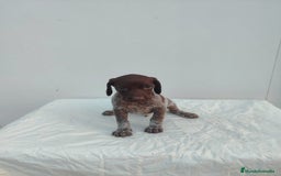 Braco Alemán de Pelo Corto perros en venta: Braco Alemán  - Imagen 6