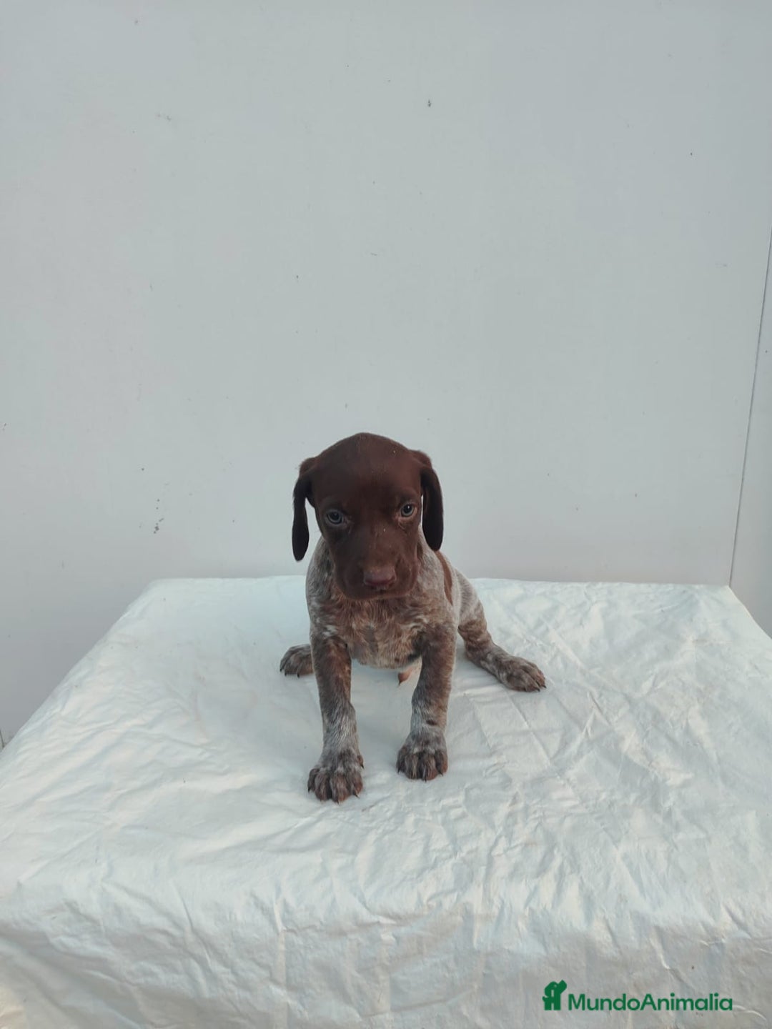 Braco Alemán de Pelo Corto perros en venta: Braco Alemán  - Imagen 6