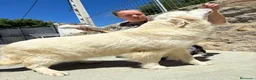 Golden Retriever perros en venta: GOLDEN RETRIEVER ESPECTACULAR CAMADA - Anuncio 3