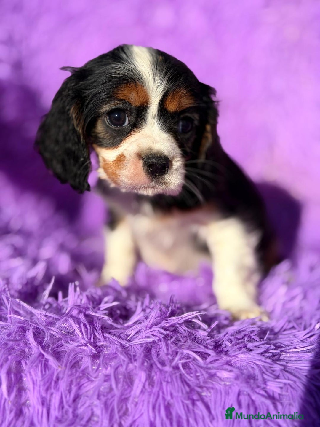 Cavalier King Charles Spaniel perros en venta: CAVALIER TRICOLOR DISPONIBLES - Anuncio 2