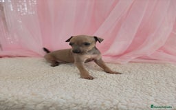 Pequeño Lebrel Italiano perros en venta: Pequeño lebrel Italiano Galgo italiano Piccolo  - Imagen 4