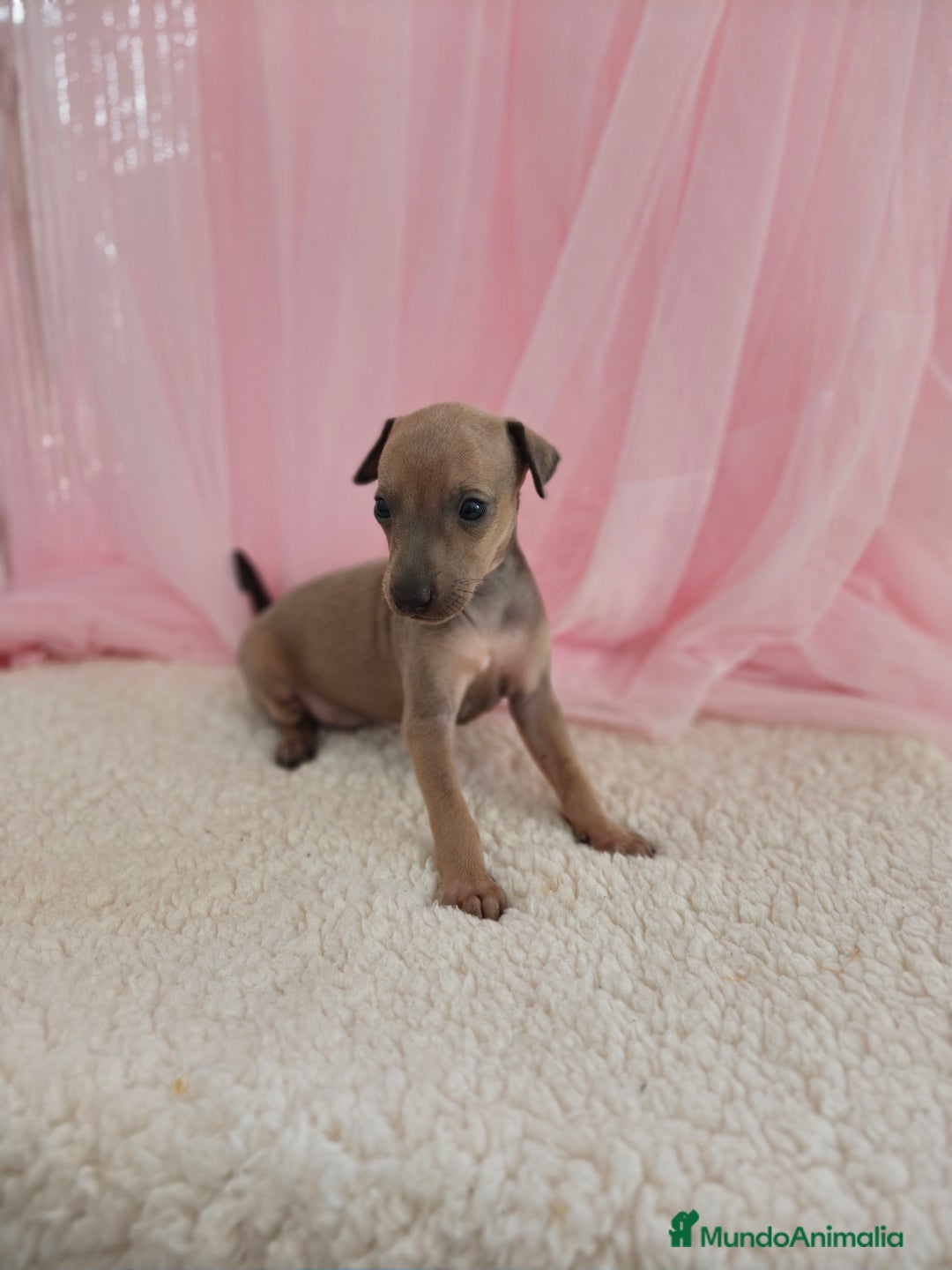 Pequeño Lebrel Italiano perros en venta: Pequeño lebrel Italiano Galgo italiano Piccolo  - Imagen 4