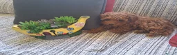Caniche Toy perros en venta: Canichito toy  - Anuncio 5