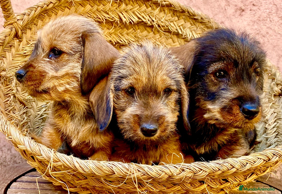 Teckel Miniatura perros en venta: TECKEL KANINCHEN (el más pequeño) MAGNIFICOS - Anuncio 10