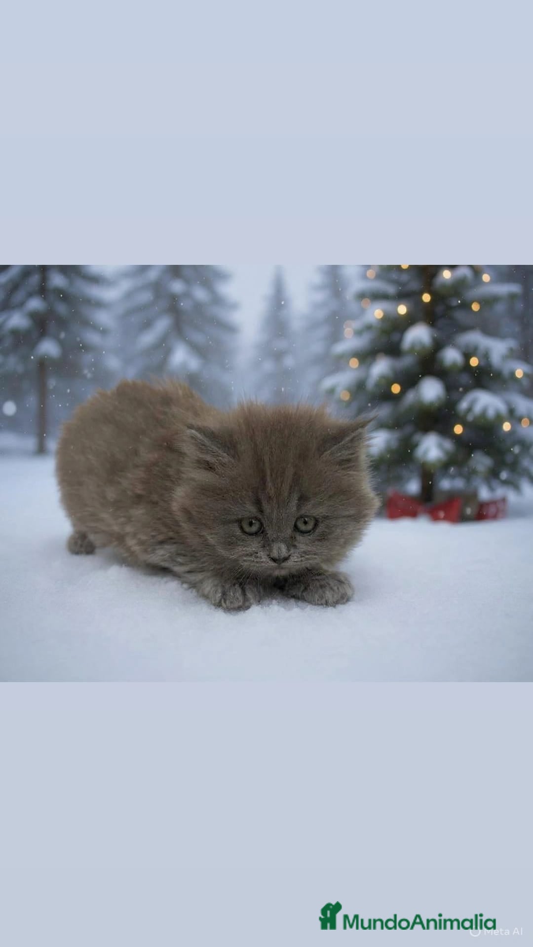 Británico de Pelo Largo gatos en venta: British longhair - Anuncio 2